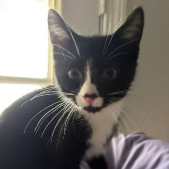 Sword -  Domestic Short Hair Cat for Adoption in Fitchburg, Massachusetts - Sword | PetCurious