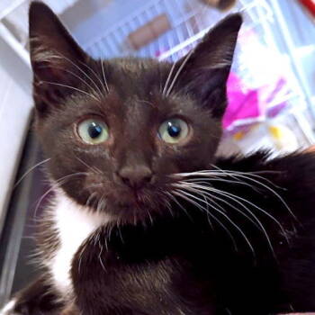 Rescue Tuxedo Cats for Adoption in Rutherfordton, North Carolina - Bay | PetCurious