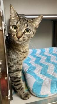 GOUDA -  Domestic Short Hair Cat for Adoption in Kalamazoo, Michigan - GOUDA | PetCurious