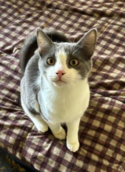 Domestic Short Hair Cats Available for Adoption in Windsor, Connecticut - 2025-174 Sugar Pop | PetCurious