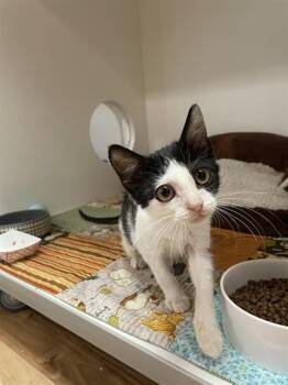 TUCK -  Domestic Medium Hair Cat for Adoption in Sugar Land, Texas - TUCK | PetCurious