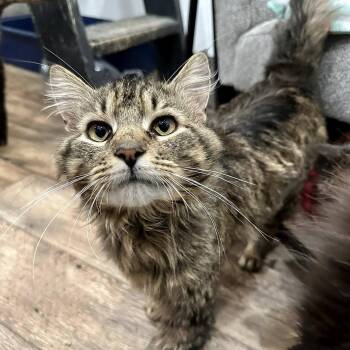 Domestic Medium Hair and Maine Coon Cats Available for Adoption in Leechburg, Pennsylvania - Lord Terragon | PetCurious
