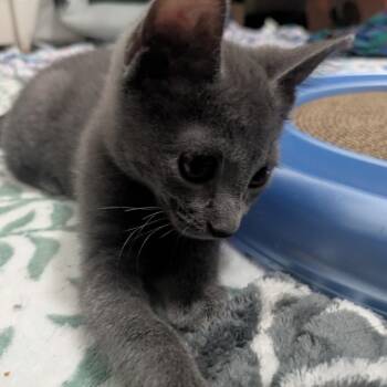 Momo -  Domestic Short Hair Cat for Adoption in Chicago, Illinois - Momo | PetCurious