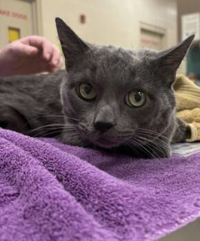 Rescue Domestic Short Hair Cats for Adoption in Fishers, Indiana - Leo | PetCurious