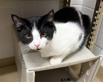 Domestic Short Hair Cats Available for Adoption in Derwood, Maryland - KUCHINA | PetCurious