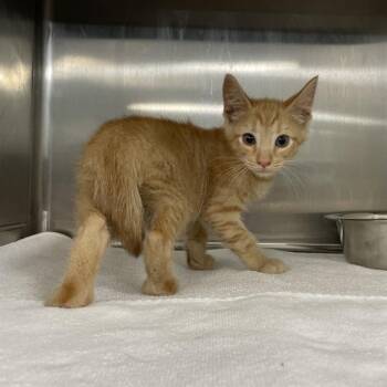 MARMALADE -  Domestic Short Hair Cat for Adoption in Tallahassee, Florida - MARMALADE | PetCurious