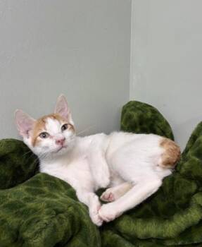Sesame -  Manx and Domestic Short Hair Cat for Adoption in Picayune, Mississippi - Sesame | PetCurious
