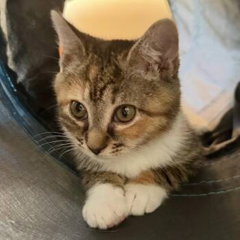 Domestic Short Hair Cats Available for Adoption in Fairfax Station, Virginia - Jupiter | PetCurious