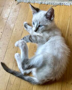 Travis -  Domestic Short Hair Cat for Adoption in San Francisco, California - Travis | PetCurious