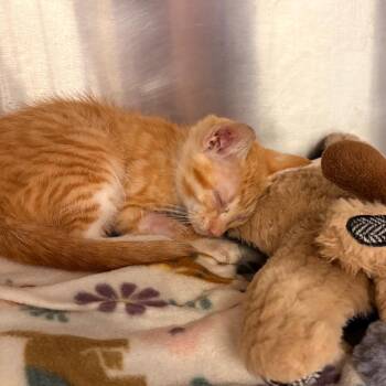 Cashew -  Domestic Short Hair Cat for Adoption in West Palm Beach, Florida - Cashew | PetCurious