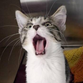 Mort -- Bonded Buddy With Maddie -  Domestic Short Hair Cat for Adoption in Des Moines, Iowa - Mort -- Bonded Buddy With Maddie | PetCurious