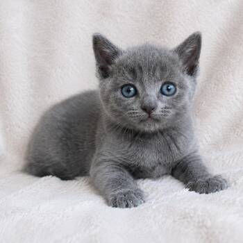 Russian Blue Cats Available for Adoption in Tucson, Arizona - Lyn | PetCurious