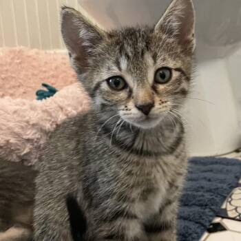 Cupid -  Domestic Short Hair Cat for Adoption in Overland Park, Kansas - Cupid | PetCurious