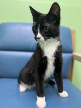 Domestic Short Hair Cats Available for Adoption in Okmulgee, Oklahoma - Ombre | PetCurious