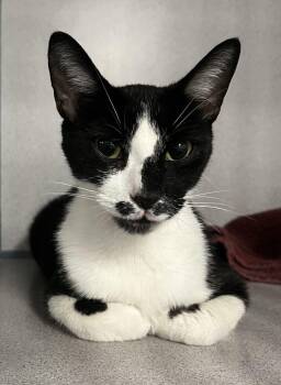 Mama Bear -  Domestic Short Hair Cat for Adoption in Alexandria, Virginia - Mama Bear | PetCurious
