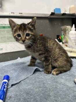 Piglet -  Domestic Short Hair Cat for Adoption in Fort Worth, Texas - Piglet | PetCurious