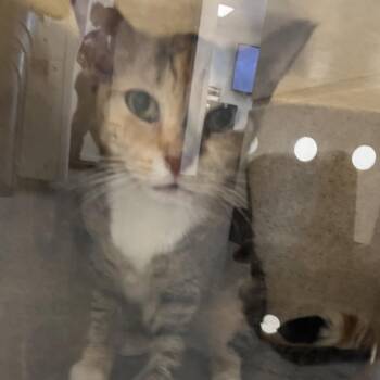 Cubi -  Domestic Short Hair Cat for Adoption in Philadelphia, Pennsylvania - Cubi | PetCurious