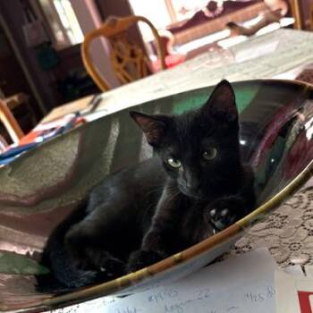 Cher -  Domestic Short Hair Cat for Adoption in Fairfax Station, Virginia - Cher | PetCurious