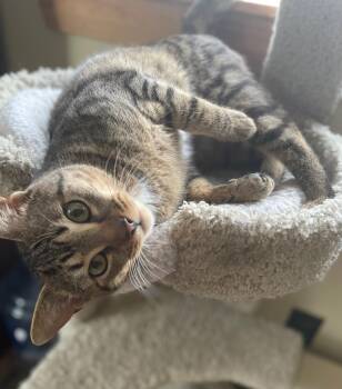 Tabby and American Shorthair Cats Available for Adoption in Billerica, Massachusetts - Mr. Beans | PetCurious