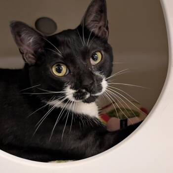 Mittens -  Domestic Short Hair Cat for Adoption in Titusville, Florida - Mittens | PetCurious