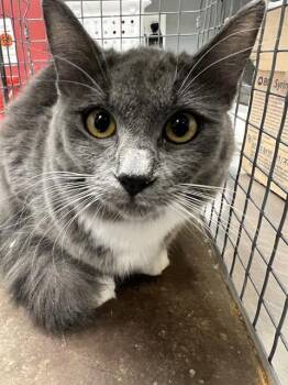 LOU LOU -  Domestic Short Hair Cat for Adoption in Las Vegas, Nevada - LOU LOU | PetCurious