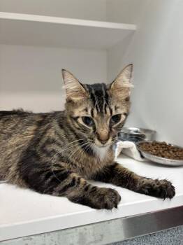 MUDUH -  Domestic Short Hair Cat for Adoption in Indianapolis, Indiana - MUDUH | PetCurious
