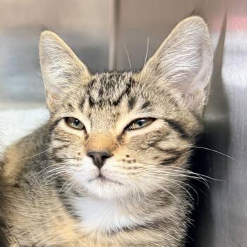 Frog -  Domestic Short Hair Cat for Adoption in Palm Springs, California - Frog | PetCurious