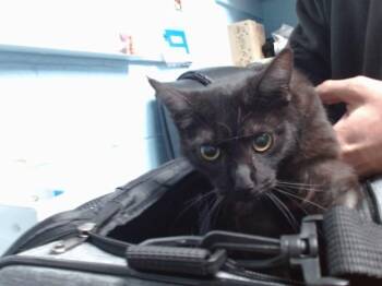 Domestic Medium Hair and Domestic Short Hair Cats Available for Adoption in Albuquerque, New Mexico - MYSTIQUE | PetCurious