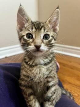 Penne (bonded with Macaroni) -  Tabby and Domestic Short Hair Cat for Adoption in Vaughan, Ontario - Penne (bonded With Macaroni) | PetCurious