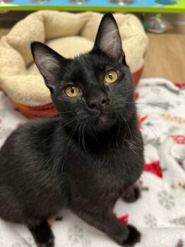 Eustace -  Domestic Short Hair Cat for Adoption in Corpus Christi, Texas - Eustace | PetCurious