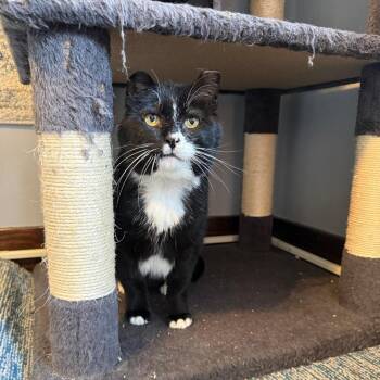 Domestic Short Hair Cats Available for Adoption in Gibsonia, Pennsylvania - Church | PetCurious