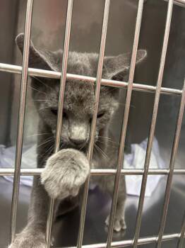 Tia -  Domestic Short Hair Cat for Adoption in Morgantown, Kentucky - Tia | PetCurious