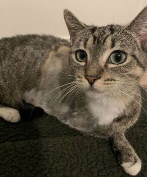 Rescue Domestic Short Hair Cats for Adoption in Chicago, Illinois - Marian | PetCurious