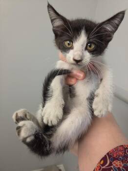 PSP NPR -  Domestic Short Hair Cat Available for Adoption in Town 