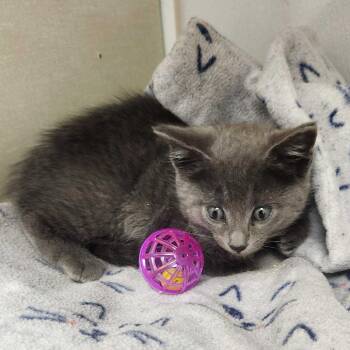 Riccar (Blue) -  Domestic Short Hair Cat for Adoption in Sunnyvale, California - Riccar (Blue) | PetCurious