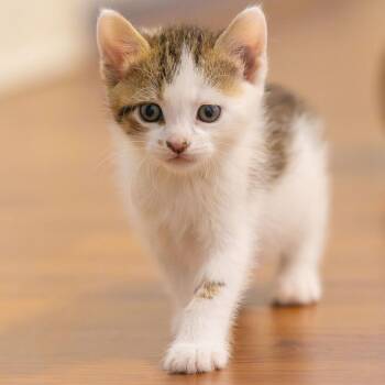 Domestic Short Hair Cats Available for Adoption in Montgomery, Alabama - Diana | PetCurious