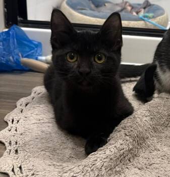 Dolly -  Domestic Short Hair Cat for Adoption in Fort Collins, Colorado - Dolly | PetCurious