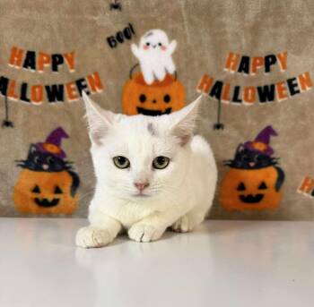 Rescue Domestic Short Hair Cats for Adoption in Greensburg, Pennsylvania - Justice | PetCurious