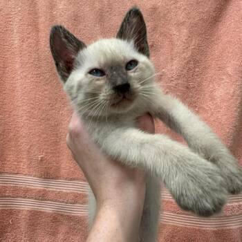 Victoria -  Domestic Short Hair and Siamese Cat for Adoption in Long Beach, California - Victoria | PetCurious