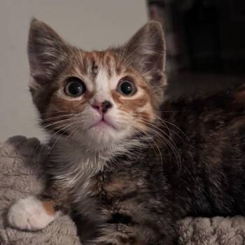 Vinsmoke Reiju -  Domestic Short Hair Cat for Adoption in Los Angeles, California - Vinsmoke Reiju | PetCurious