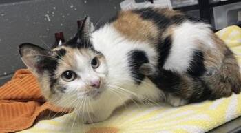 Domestic Short Hair Cats Available for Adoption in Fort Worth, Texas - Clementine Juice | PetCurious