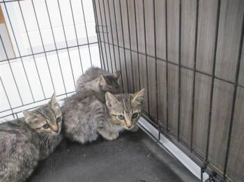 DWIGHT -  Domestic Short Hair Cat Available for Adoption in Ocala, Florida - DWIGHT | PetCurious