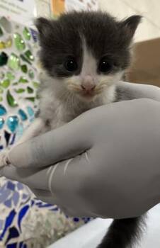 NEWTON -  Domestic Medium Hair Cat for Adoption in Pensacola, Florida - NEWTON | PetCurious