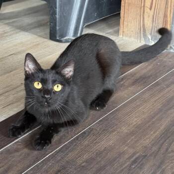 Sneaky Beans -  American Shorthair Cat for Adoption in Freeport, Florida - Sneaky Beans | PetCurious