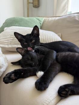 Rescue Domestic Medium Hair Cats for Adoption - Vega & Blanka (Bonded Pair) | PetCurious