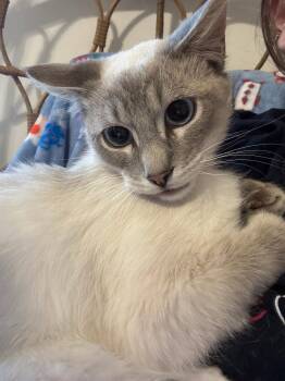 Siamese Cats Available for Adoption in Walled Lake, Michigan - Calvin | PetCurious