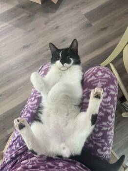 Panda -  Domestic Short Hair Cat for Adoption in Dallas, Texas - Panda | PetCurious