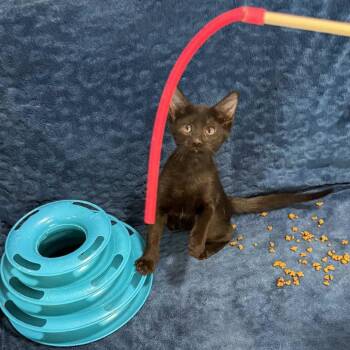 Rescue Domestic Short Hair Cats for Adoption in Danbury, Connecticut - Merida | PetCurious