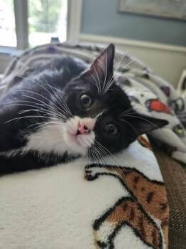 92306A Gonzo -  Domestic Short Hair Cat for Adoption in North Charleston, South Carolina - 92306A Gonzo | PetCurious