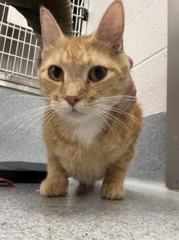 CLEMENTINE CUTIE -  Domestic Short Hair Cat for Adoption in Indianapolis, Indiana - CLEMENTINE CUTIE | PetCurious